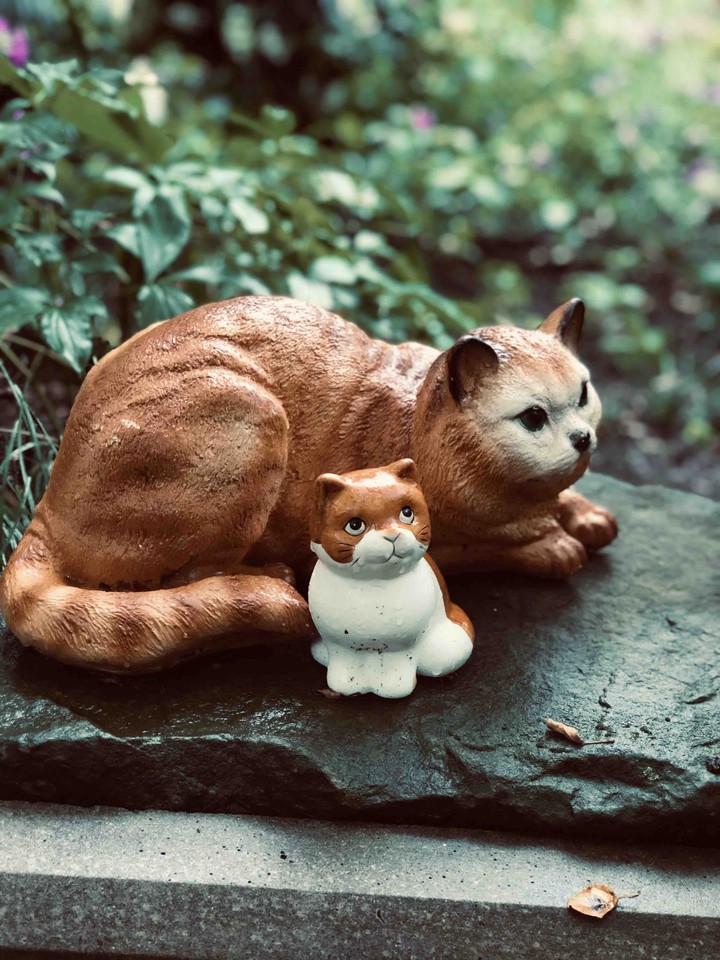 кошечки