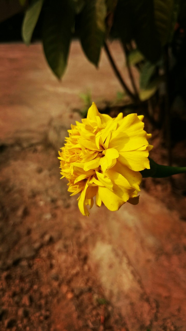sun flower