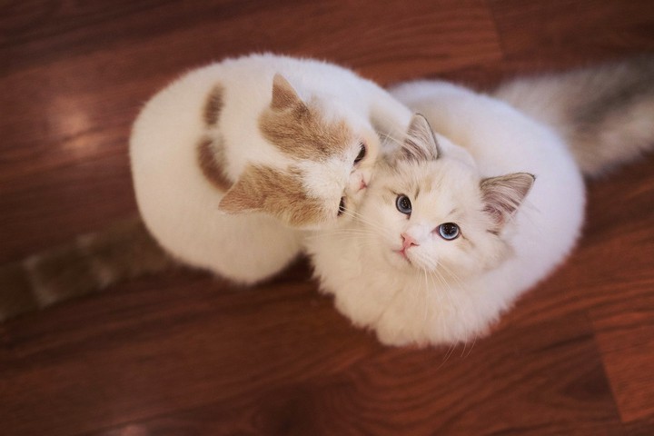 cute cats