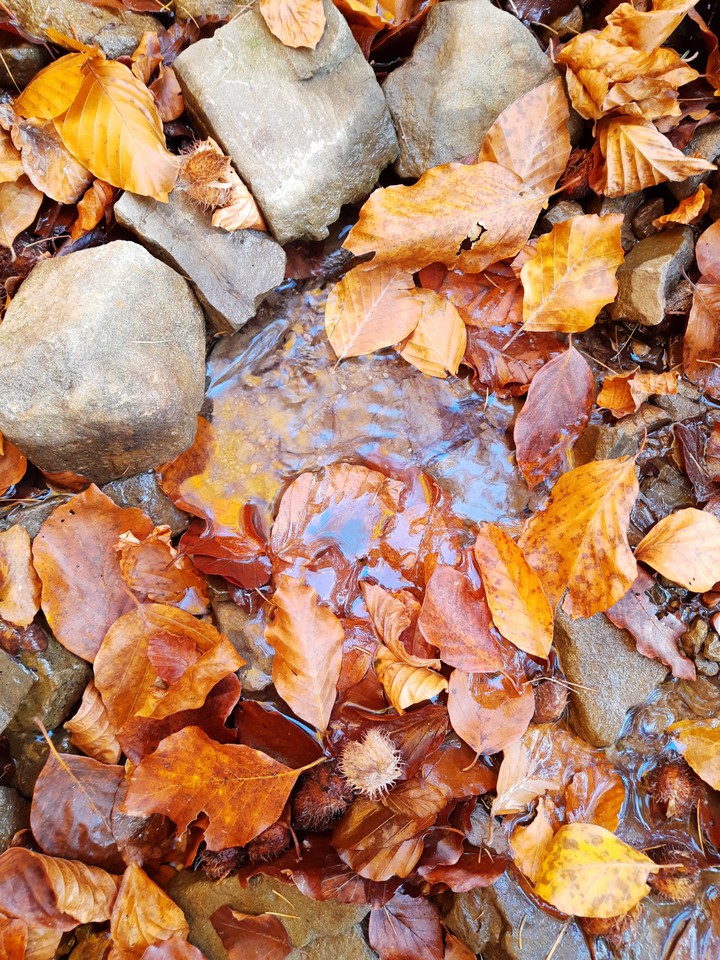 autumn