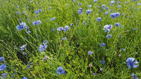 Wildflowers