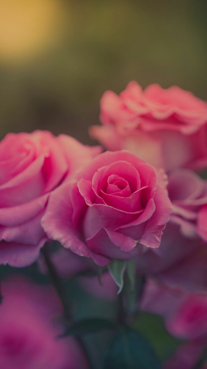 Beautiful rose