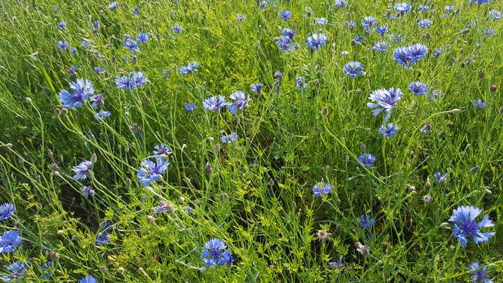 Wildflowers