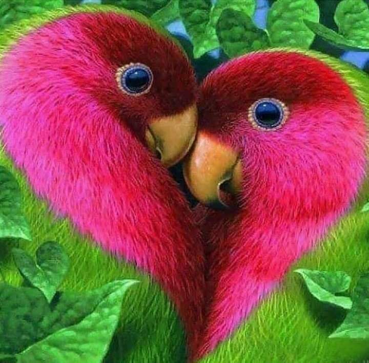 two bird