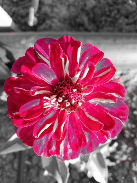 pink flower