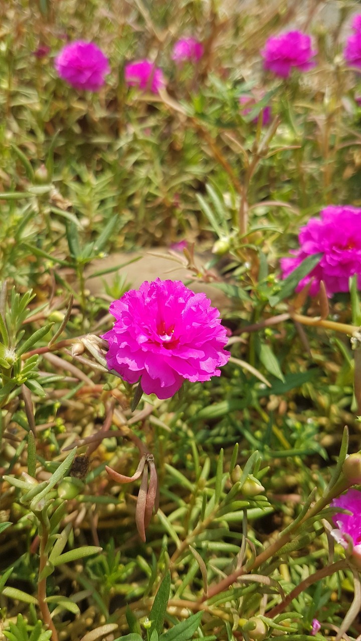 Pink Flower
