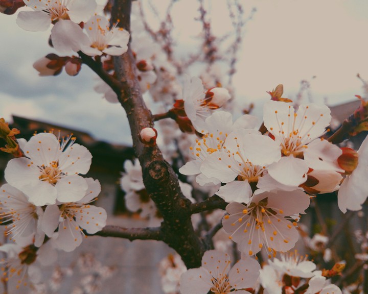 Spring flowers