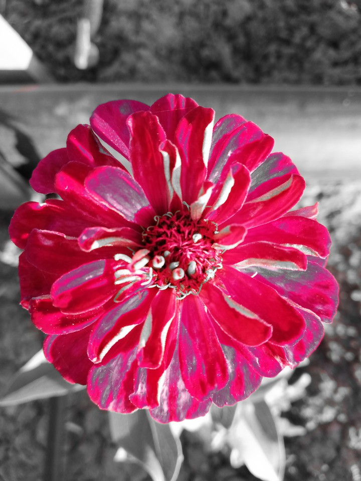 pink flower