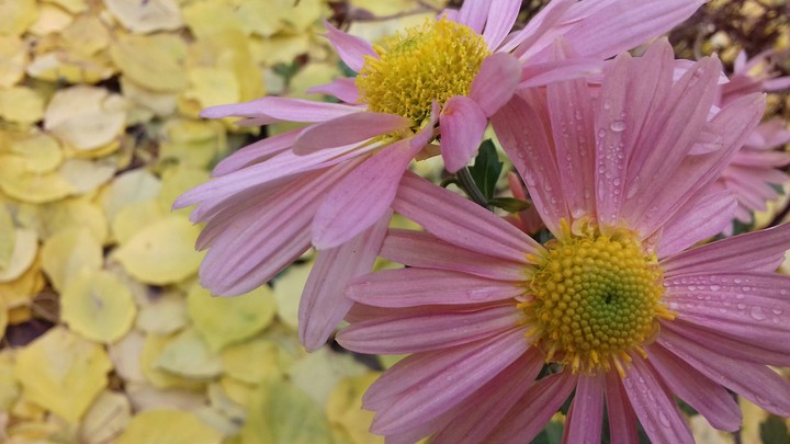 flowers