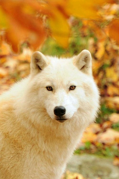 Beautiful White Wolf