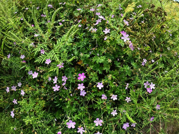 flowers