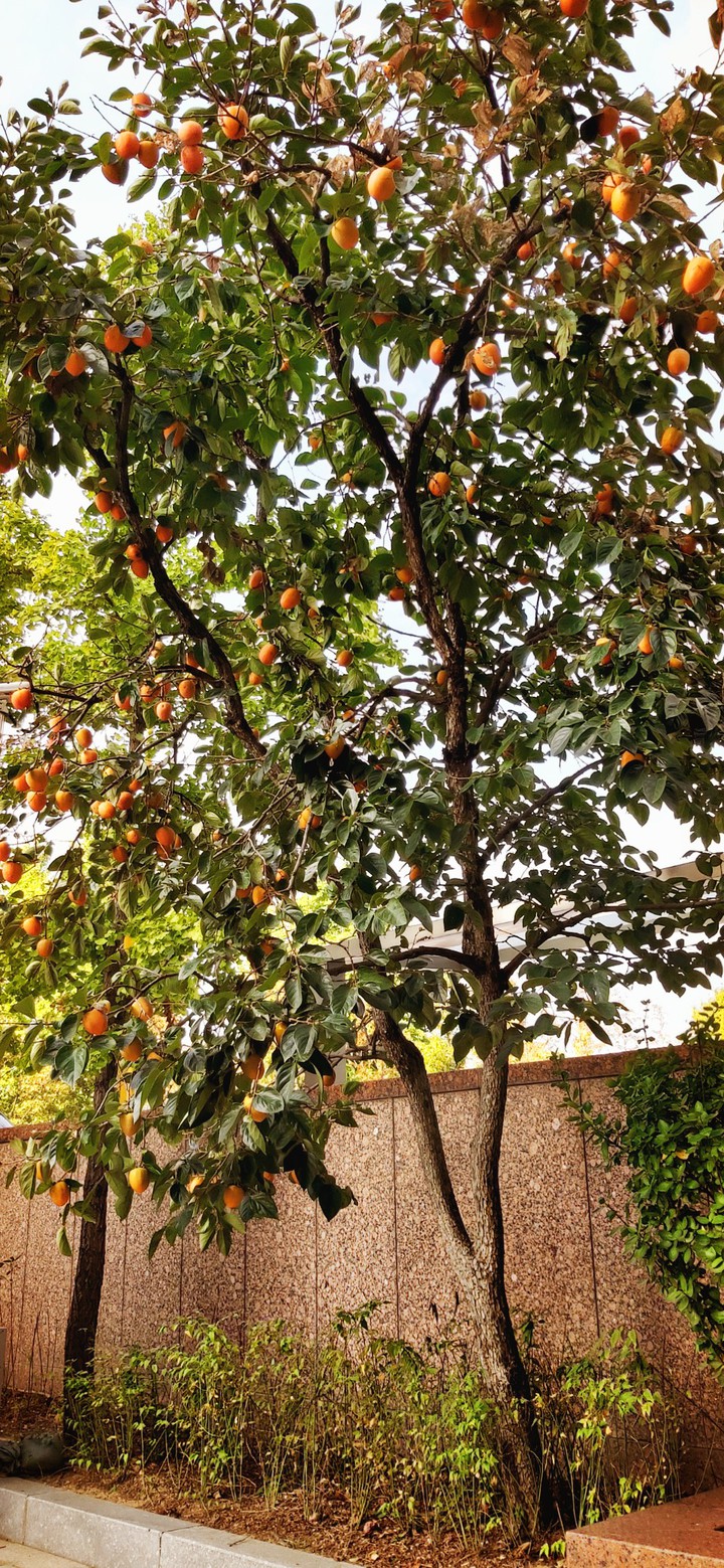 autumn persimmon tree