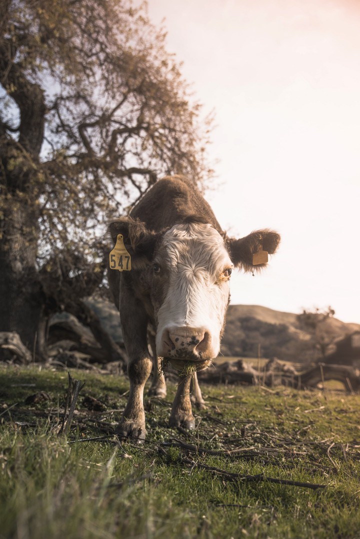 Cow