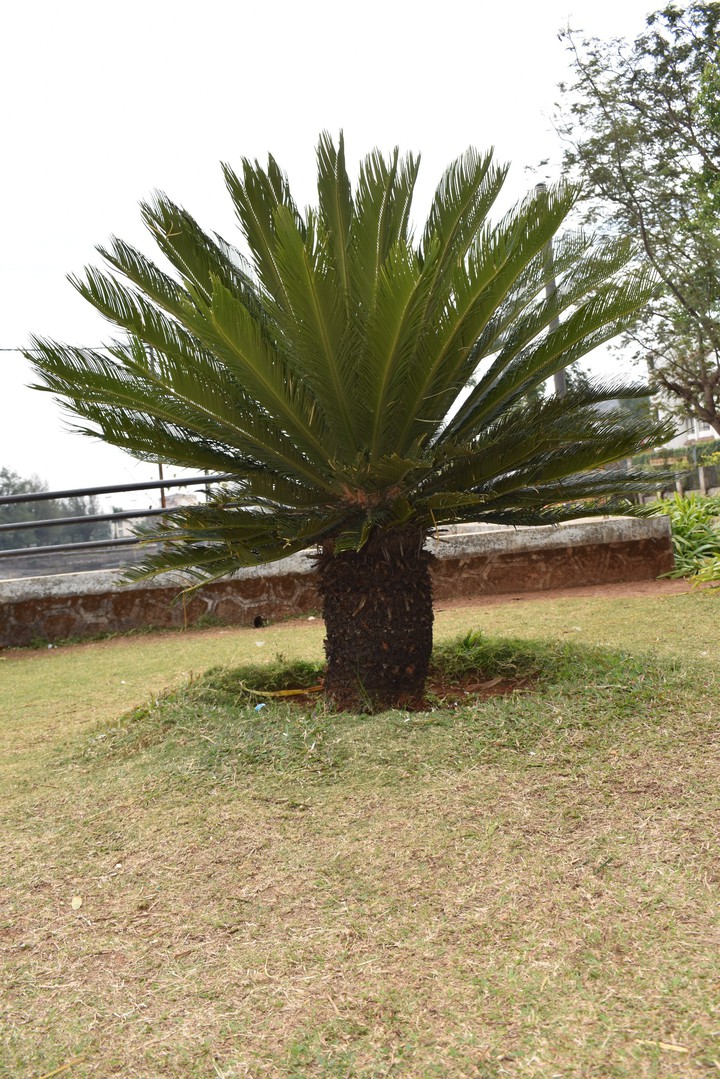tree