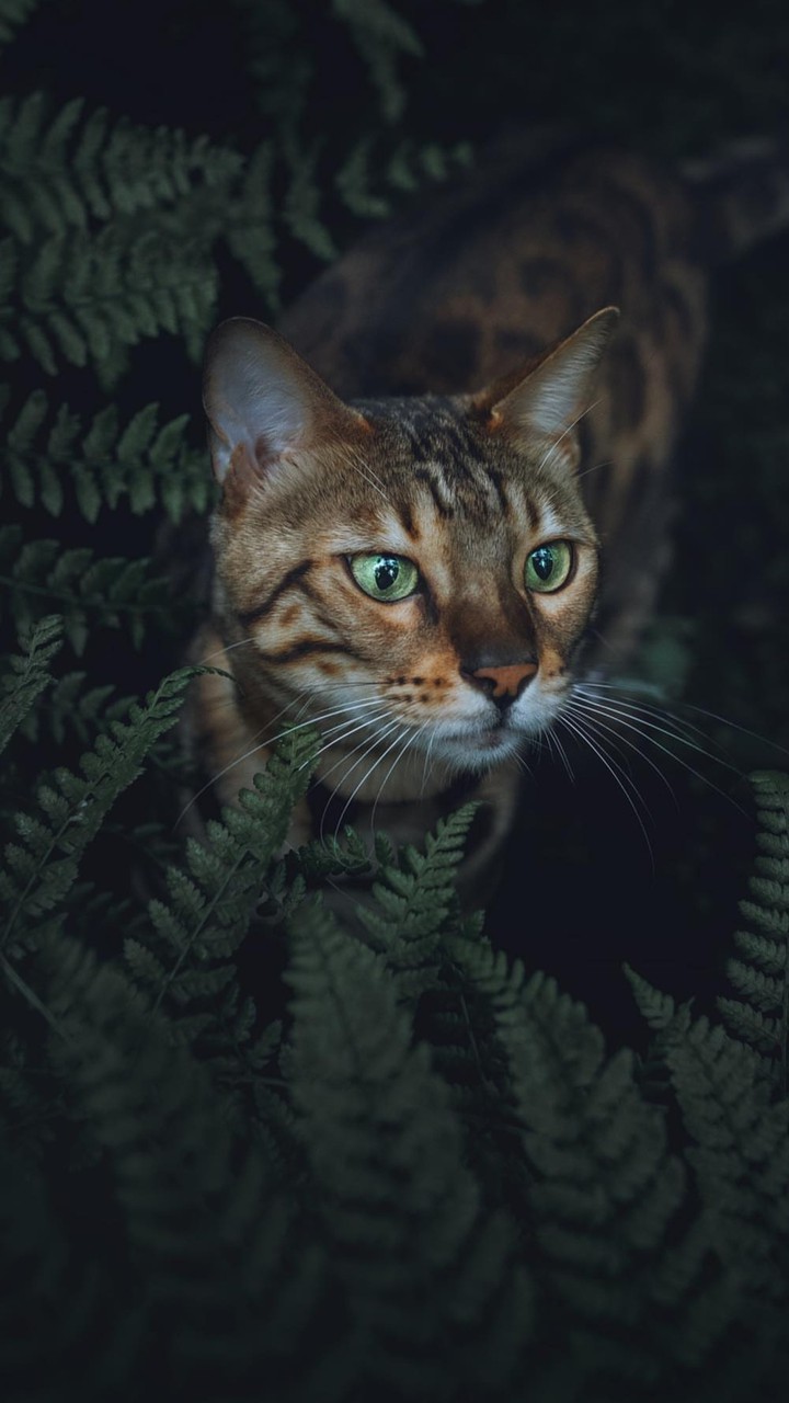Кот