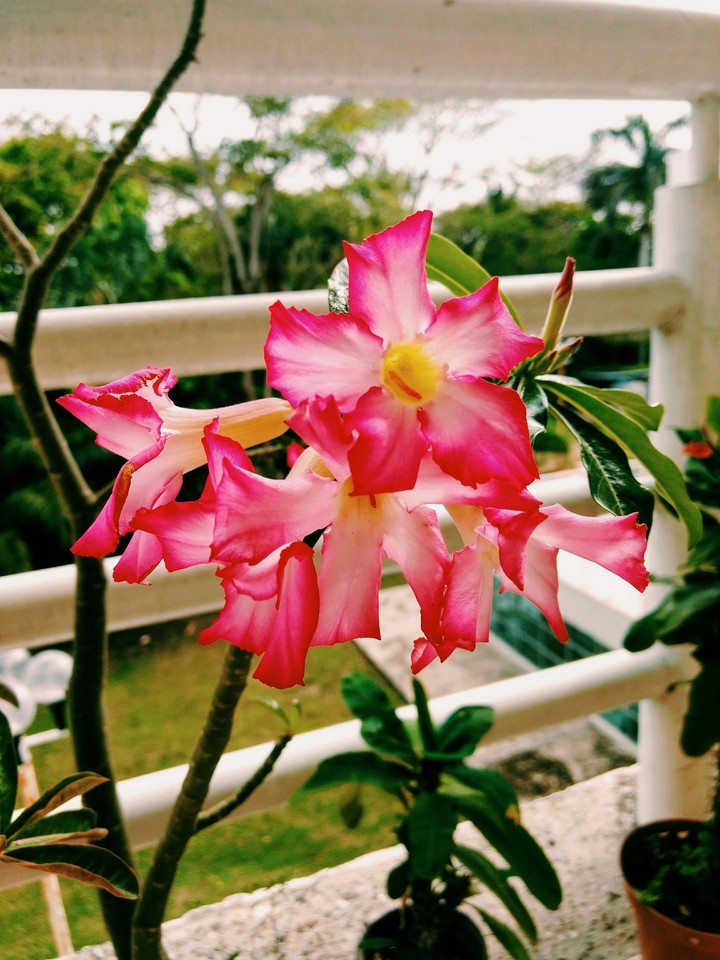Flowers Flores