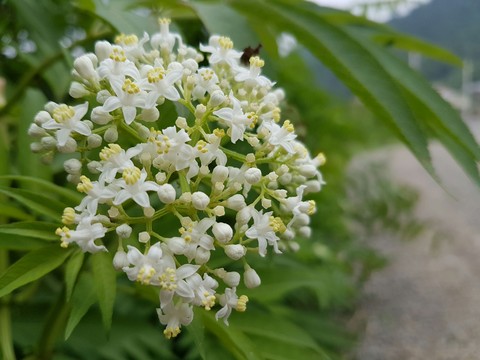 a beauty close-up