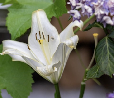 sfondi pedicel, lily