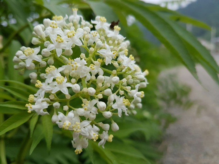 a beauty close-up