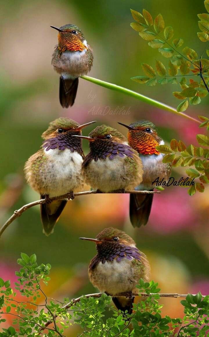 colibri