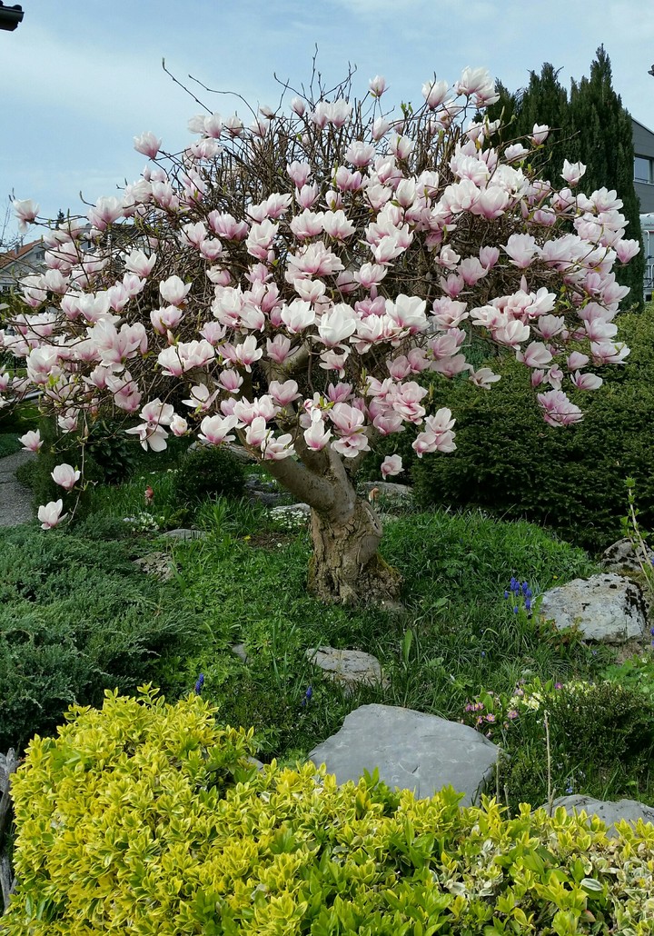 spring
