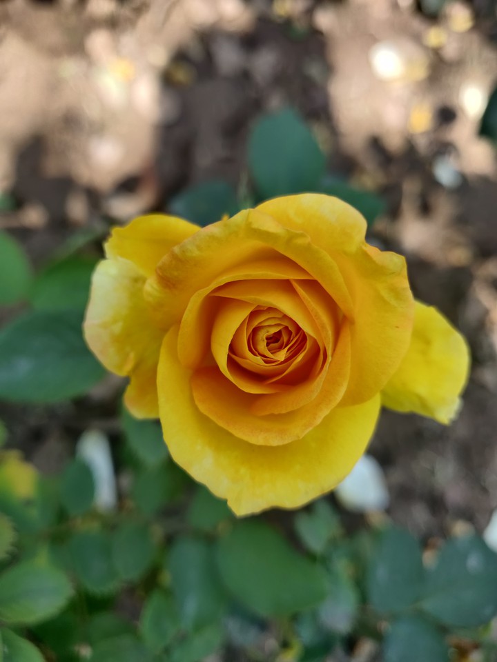 Rose Garden