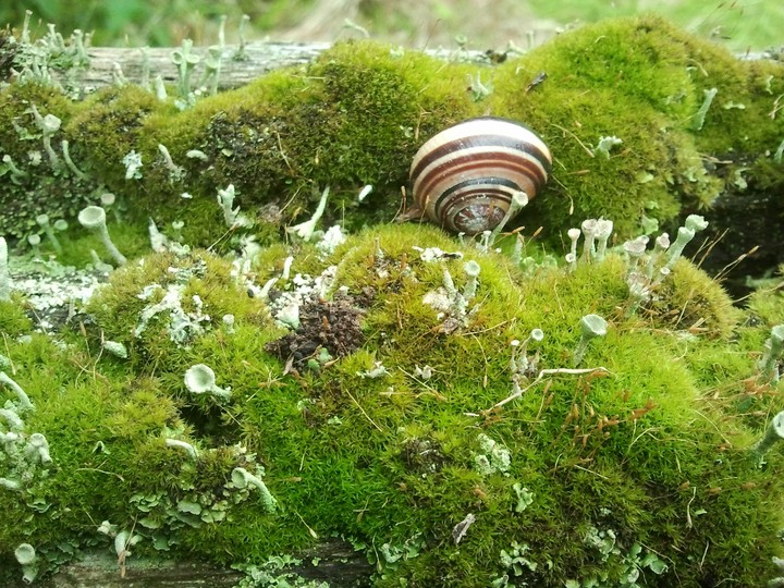 snail between mushrooms