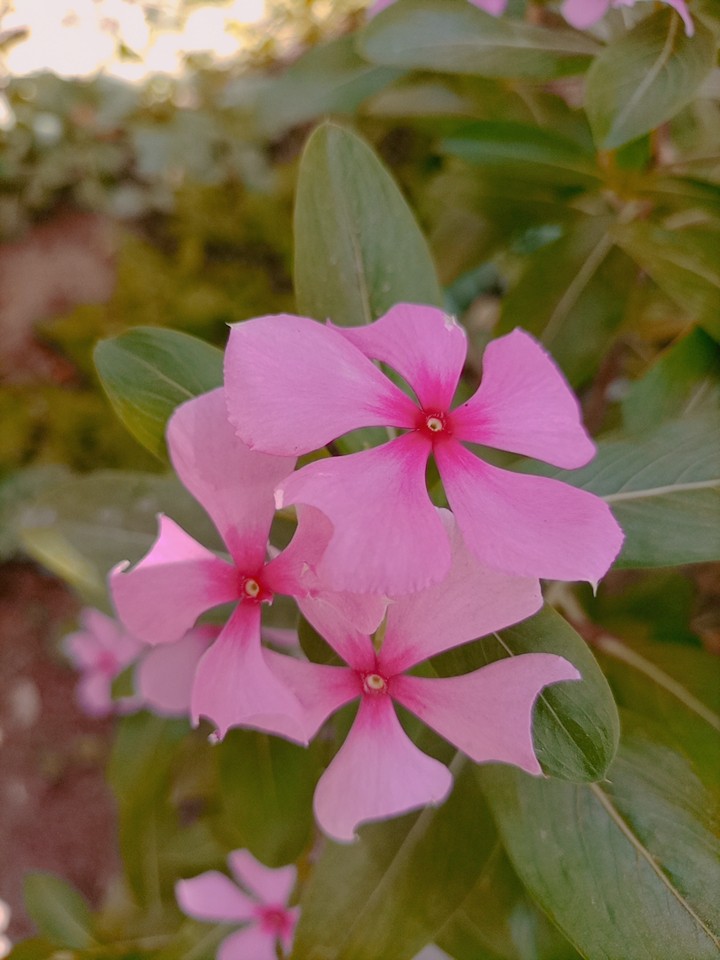 Paper flower