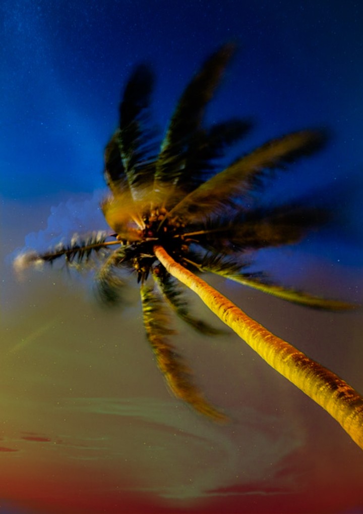 coconut tree...