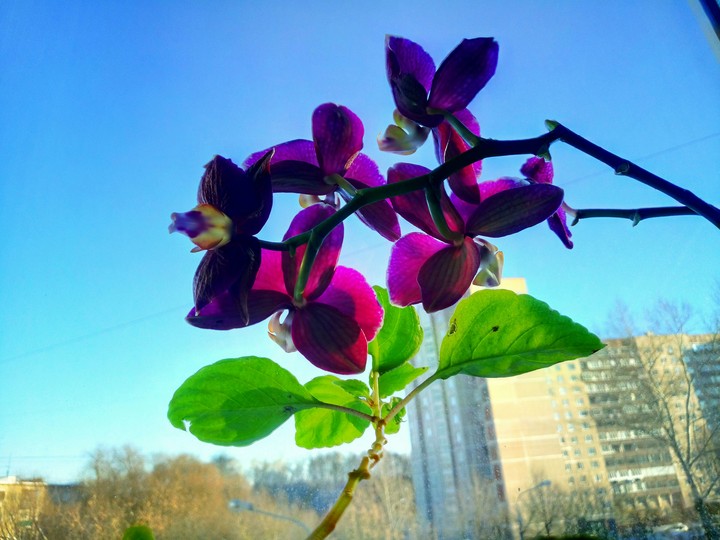 Flowers On the Window