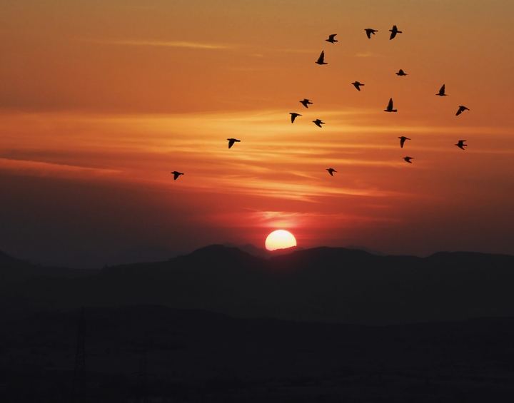 Flock of birds over sunset !