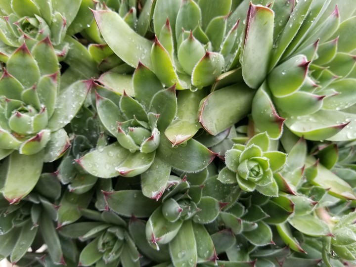 thick and green