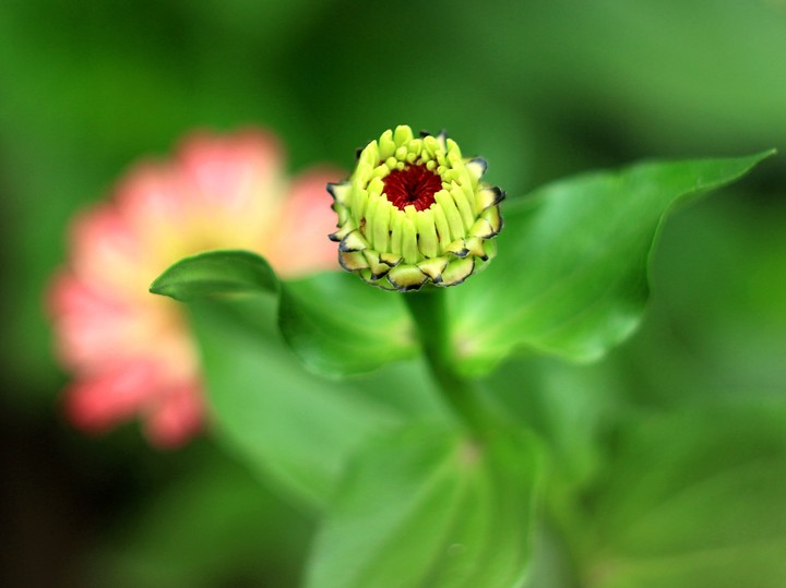 Beautiful buds