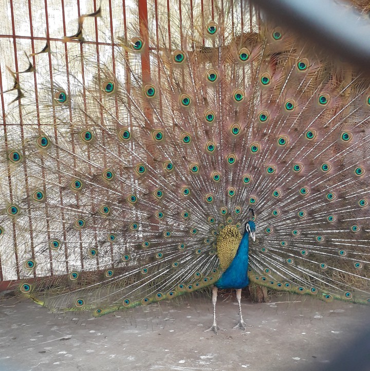 bird