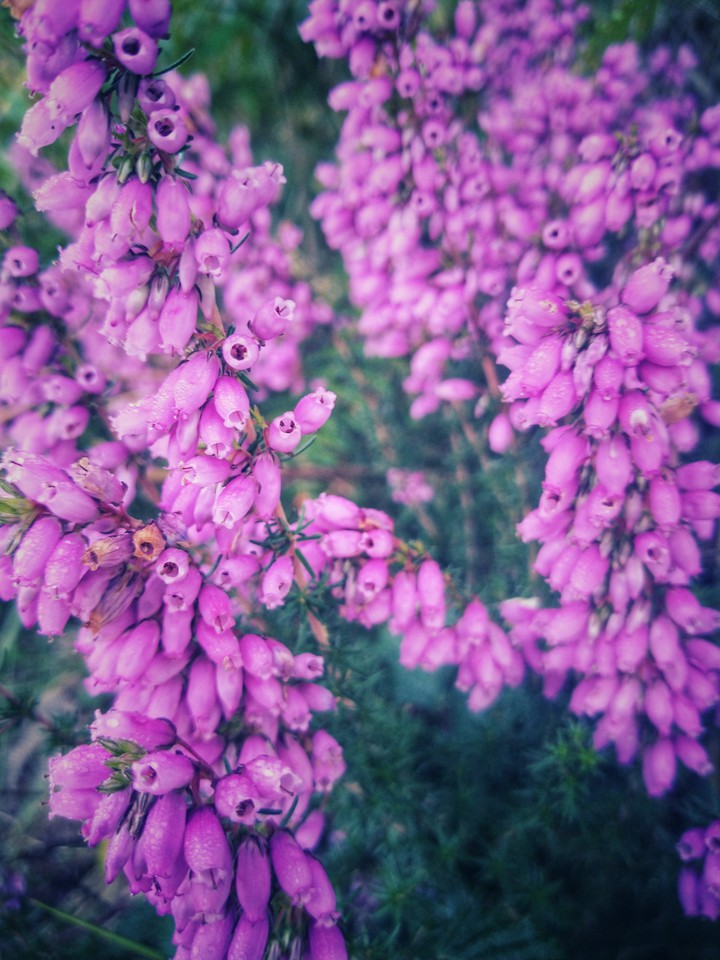 Erica cinerea