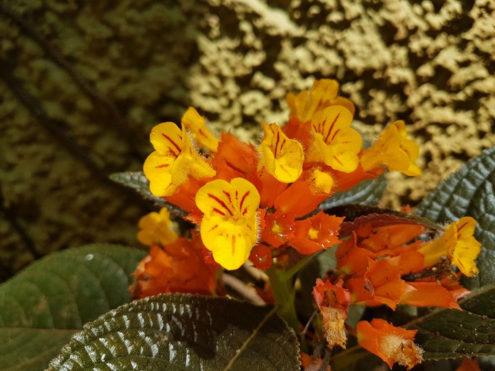 yellow beauty