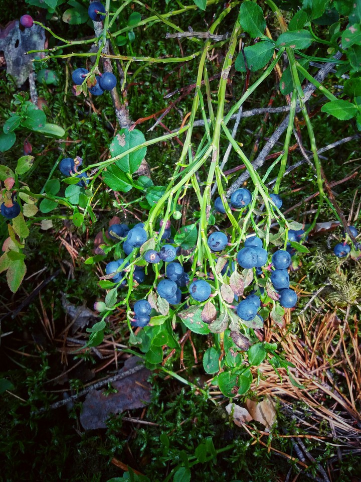 bilberry