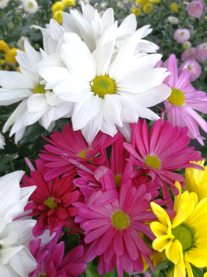 chrysantemen