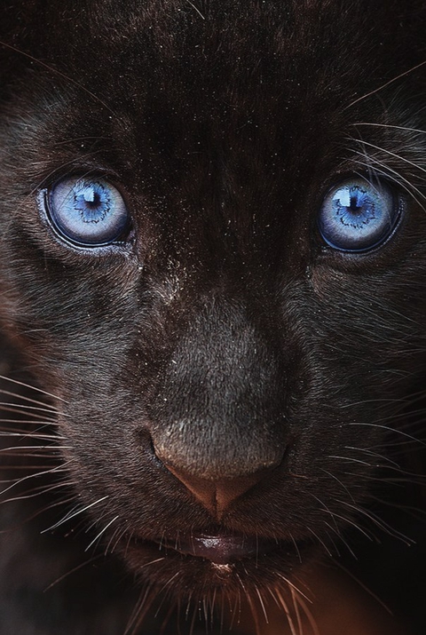 Panther