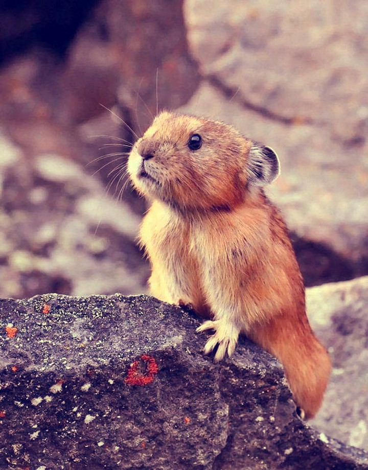 animals in the wild