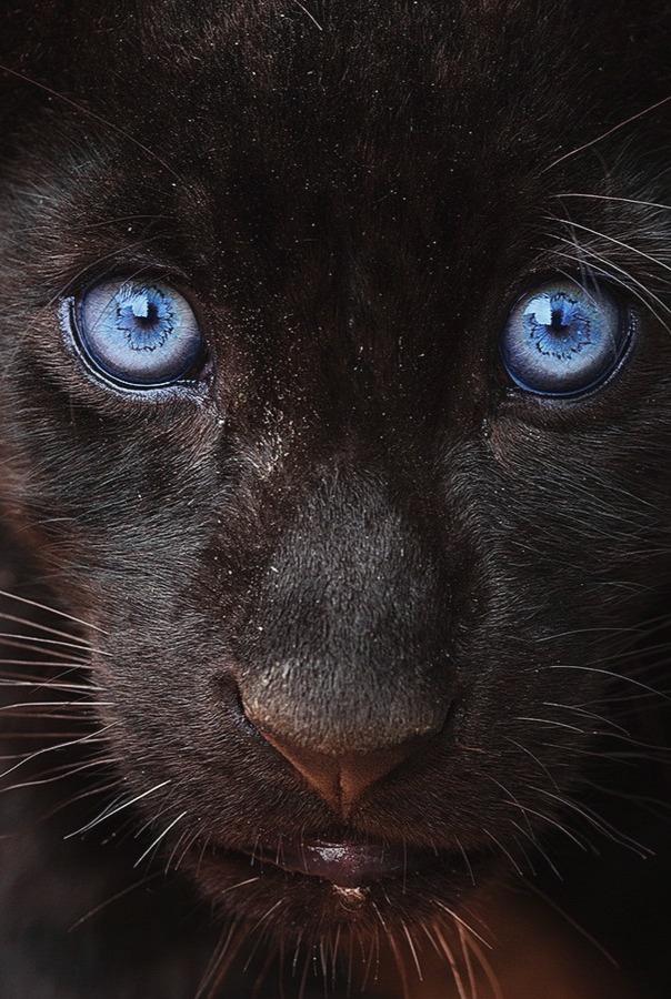 Panther