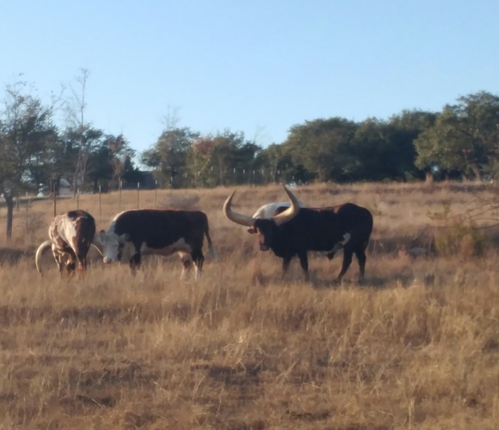 Lovely Longhorns