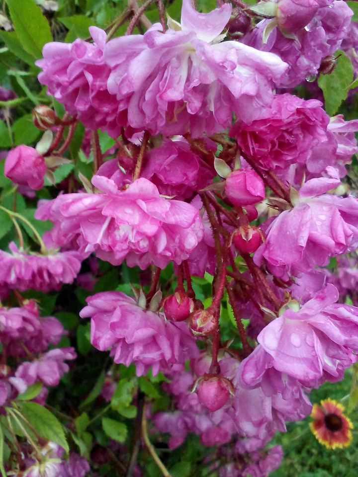 After rain