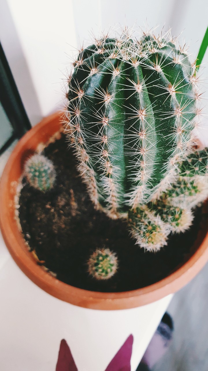 cactus