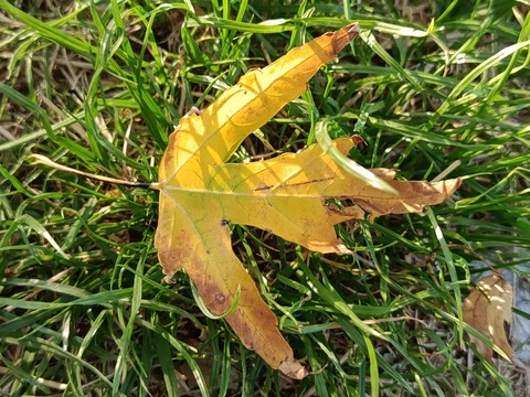 Leaf, Plant_pathology, Perennial_plant