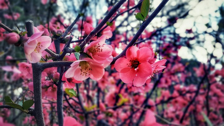 spring is coming