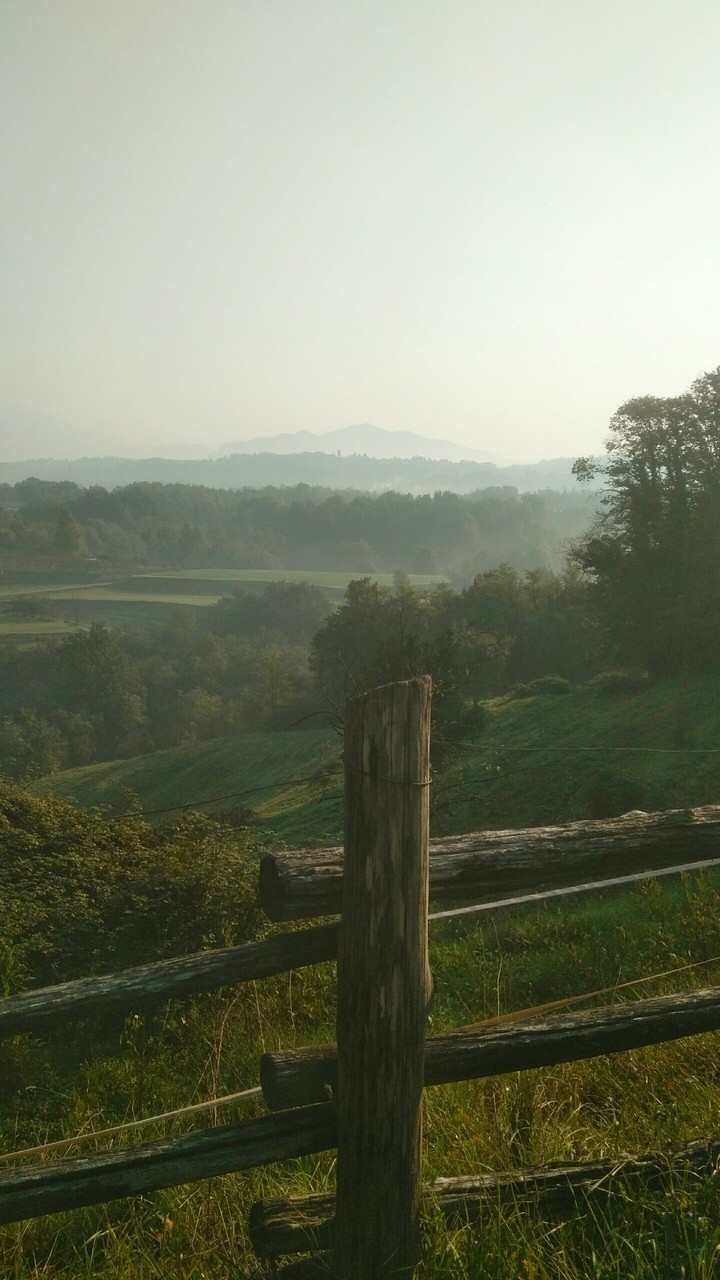 nebbiolina