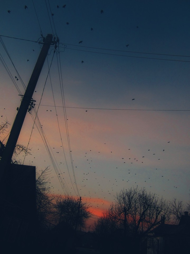 Birds