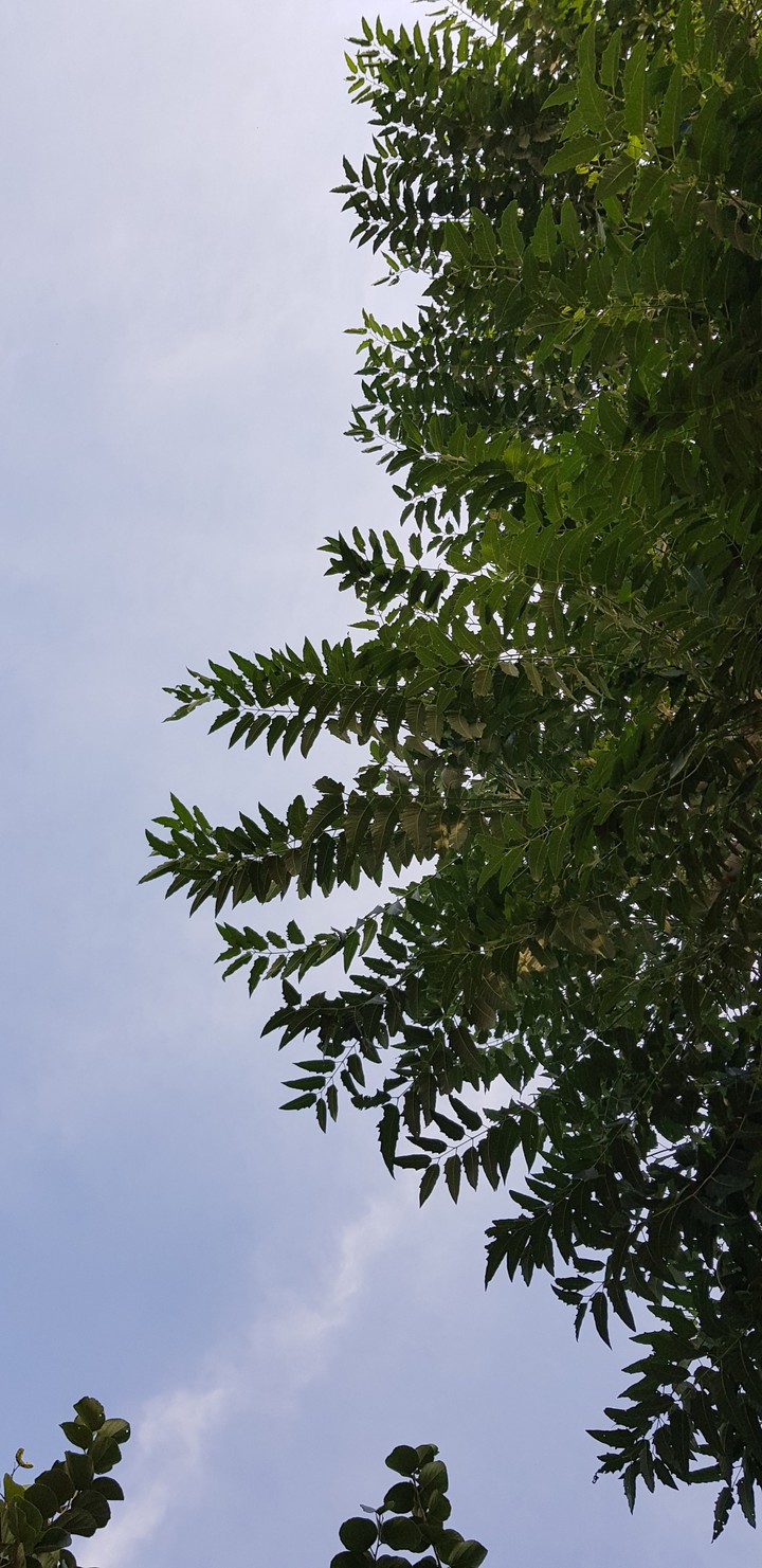 sky on trees