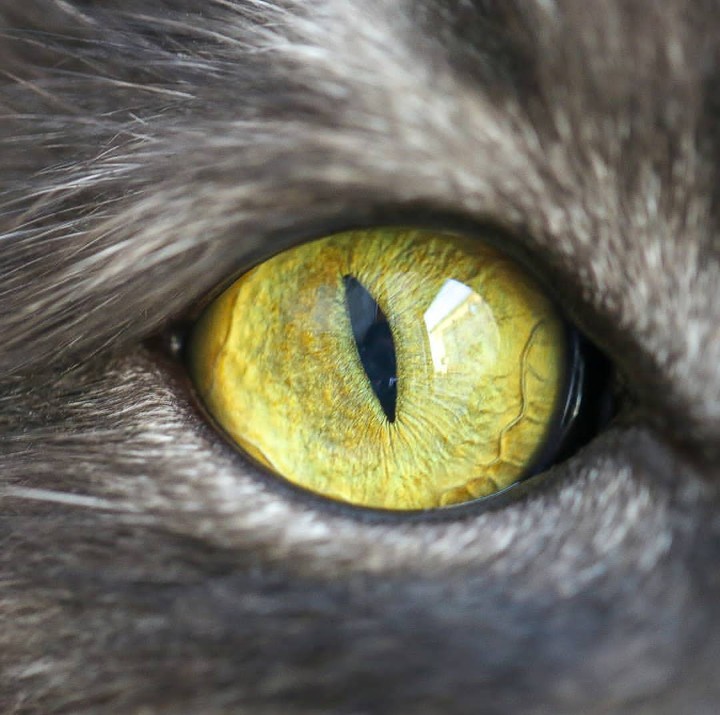 Eye cat